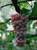 I vini piemontesi